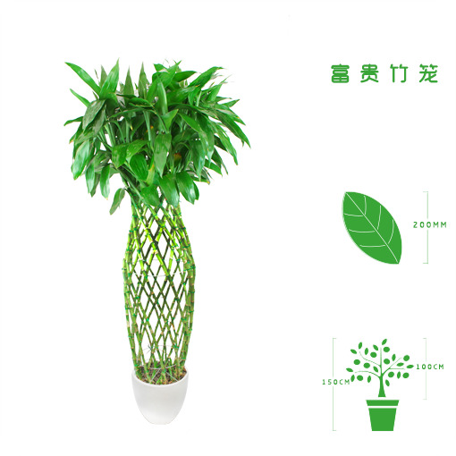 绿植租摆  租花(huā) 办公室绿植 办公室绿植租赁 办公室绿植出租