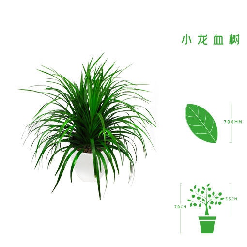 绿植租摆  租花(huā) 办公室绿植 办公室绿植租赁 办公室绿植出租