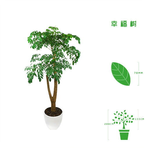 绿植租摆  租花(huā) 办公室绿植 办公室绿植租赁 办公室绿植出租