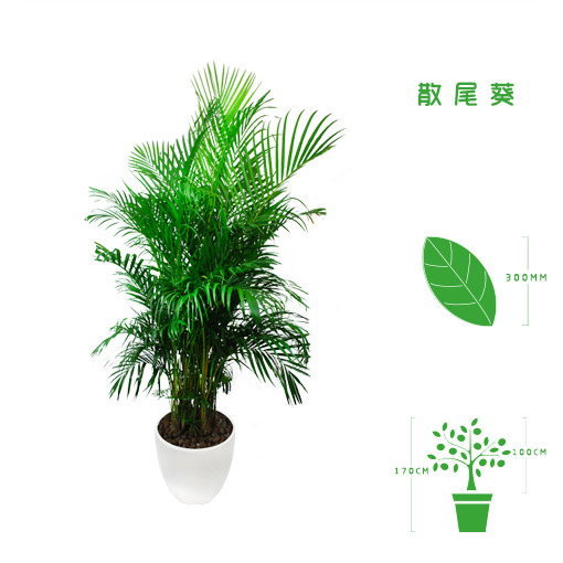 绿植租摆  租花(huā) 办公室绿植 办公室绿植租赁 办公室绿植出租