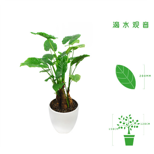 绿植租摆  租花(huā) 办公室绿植 办公室绿植租赁 办公室绿植出租