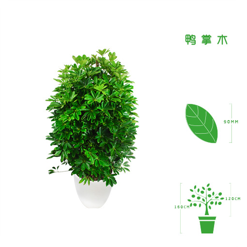 绿植租摆  租花(huā) 办公室绿植 办公室绿植租赁 办公室绿植出租