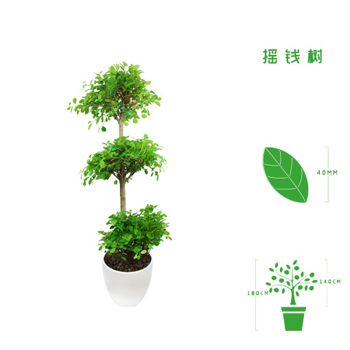 绿植租摆  租花(huā) 办公室绿植 办公室绿植租赁 办公室绿植出租