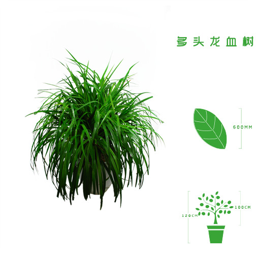 绿植租摆  租花(huā) 办公室绿植 办公室绿植租赁 办公室绿植出租