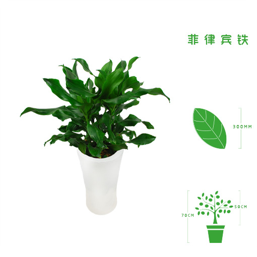 绿植租摆  租花(huā) 办公室绿植 办公室绿植租赁 办公室绿植出租