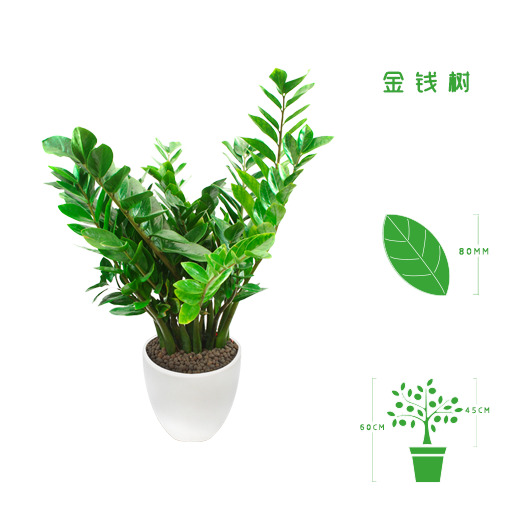 绿植租摆  租花(huā) 办公室绿植 办公室绿植租赁 办公室绿植出租