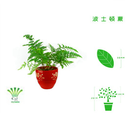 绿植租摆  租花(huā) 办公室绿植 办公室绿植租赁 办公室绿植出租