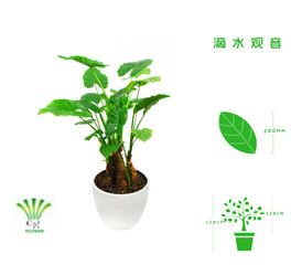 绿植租摆  租花(huā) 办公室绿植 办公室绿植租赁 办公室绿植出租