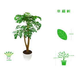 绿植租摆  租花(huā) 办公室绿植 办公室绿植租赁 办公室绿植出租