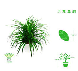 绿植租摆  租花(huā) 办公室绿植 办公室绿植租赁 办公室绿植出租