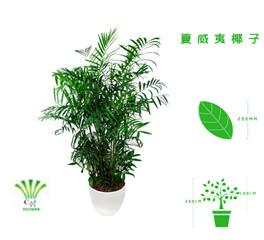 绿植租摆  租花(huā) 办公室绿植 办公室绿植租赁 办公室绿植出租