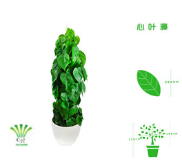 绿植租摆  租花(huā) 办公室绿植 办公室绿植租赁 办公室绿植出租