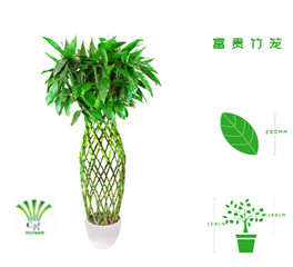 绿植租摆  租花(huā) 办公室绿植 办公室绿植租赁 办公室绿植出租