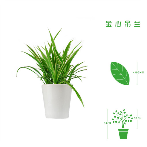 绿植租摆  租花(huā) 办公室绿植 办公室绿植租赁 办公室绿植出租