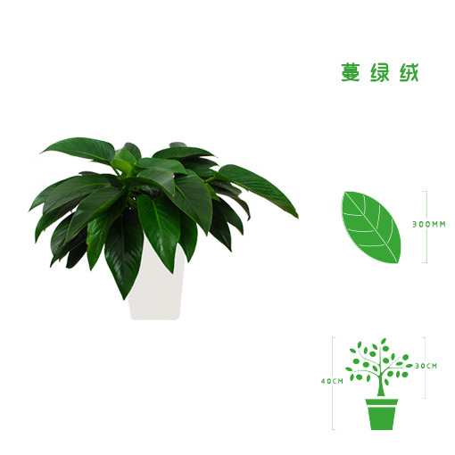 绿植租摆  租花(huā) 办公室绿植 办公室绿植租赁 办公室绿植出租