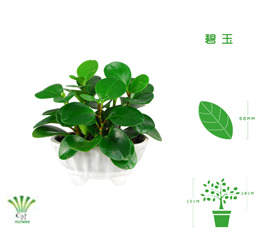 绿植租摆  租花(huā) 办公室绿植 办公室绿植租赁 办公室绿植出租