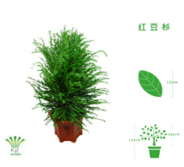 绿植租摆  租花(huā) 办公室绿植 办公室绿植租赁 办公室绿植出租