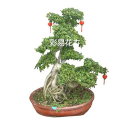 绿植租摆  租花(huā) 办公室绿植 办公室绿植租赁 办公室绿植出租